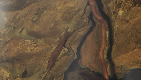 Red cherry et ostracode