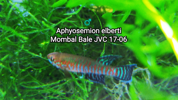 ♂️ Aphyosemion elberti Mombal Bale JVC 17-06