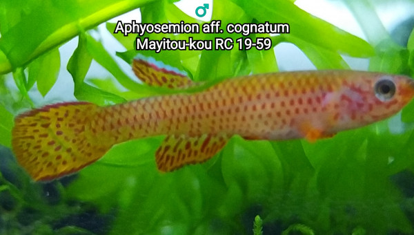 ♂️ Aphyosemion aff. cognatum Mayitou-kou RC 19-59