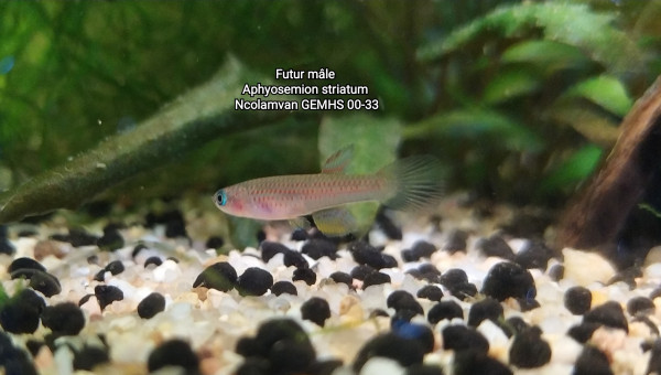 Futur mâle Aphyosemion striatum Ncolamvan GEMHS 00-33