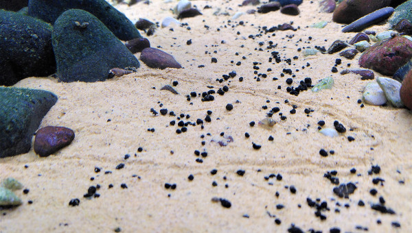 Usain Bolt a encore frappé...