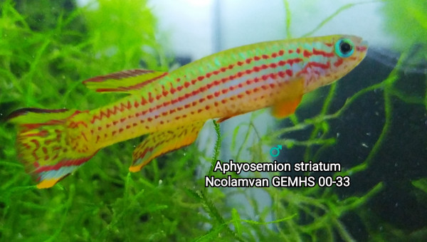 ♂️ Aphyosemion striatum Ncolamvan GEMHS 00-33