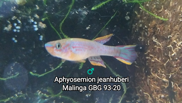 ♂️ Aphyosemion jeanhuberi Malinga GBG 93-20