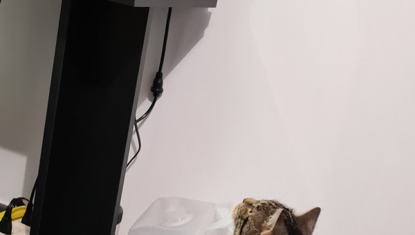 Je vous présente Naruto intéressé par l'aquariophilie.....ou la gastronomie.