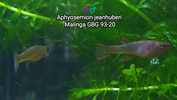♀️♂️ Aphyosemion jeanhuberi Malinga GBG 93-20