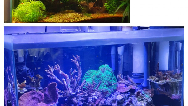 Fin de l'aquarium d'eau douce passage en marin