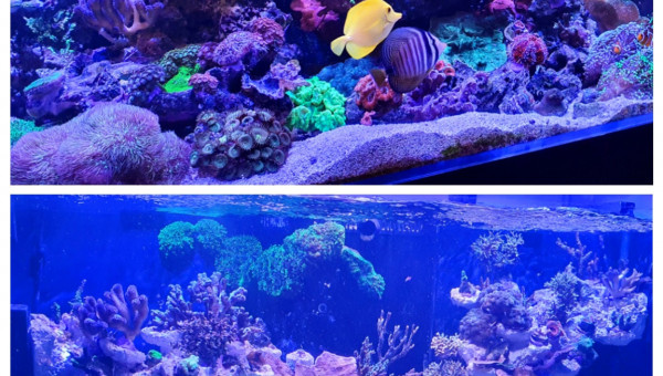 Avant/après vos avis ?