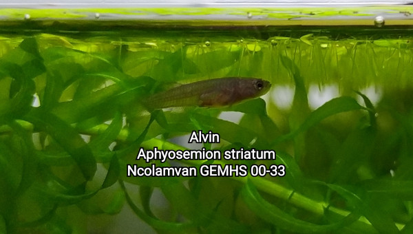 Alvins Aphyosemion striatum Ncolamvan GEMHS 00-33