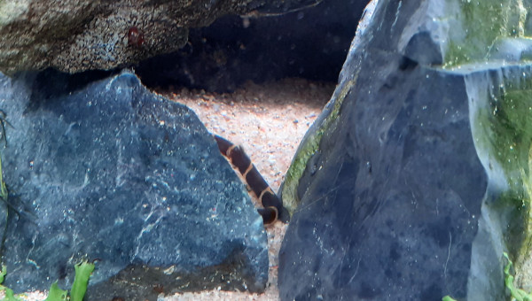 ... et ils sont déjà là