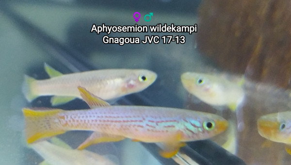 ♀️♂️ Aphyosemion wildekampi Gnagoua JVC 17-13