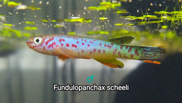 ♂️ Fundulopanchax scheeli