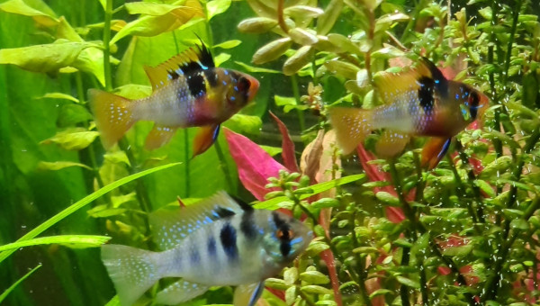 L'accueil des 2 p'tits nouveaux