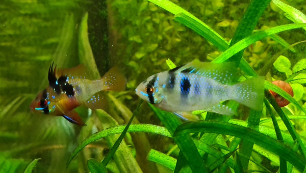 L'accueil des 2 p'tits nouveaux