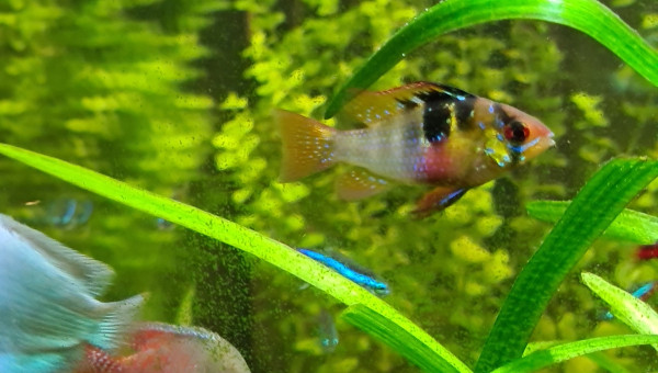 L'accueil des 2 p'tits nouveaux