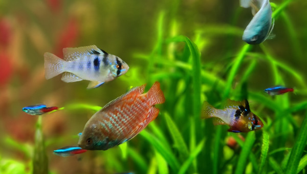 L'accueil des 2 p'tits nouveaux