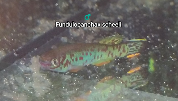 ♂️ Fundulopanchax scheeli