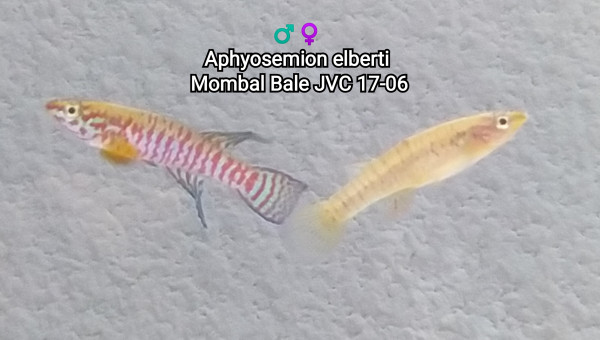 Aphyosemion elberti Mombal Bale JVC 17-06