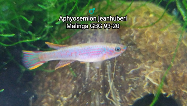 ♂️  Aphyosemion jeanhuberi Malinga GBG 93-20