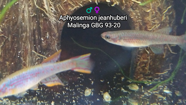 ♂️♀️ Aphyosemion jeanhuberi Malinga GBG 93-20