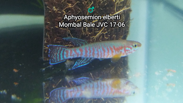 ♂️ Aphyosemion elberti Mombal Bale JVC 17-06