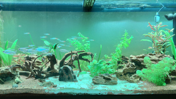 Introduction de 6 phenaco (Tetra du Congo)