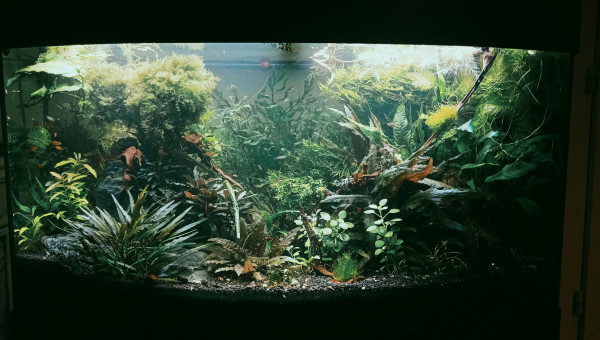 Coupe coupe nage libre