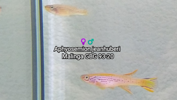 ♀️♂️ Aphyosemion jeanhuberi Malinga GBG 93-20