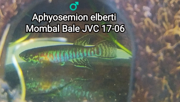 ♂️ Aphyosemion elberti Mombal Bale JVC 17-06