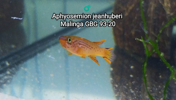 ♂️ Aphyosemion jeanhuberi Malinga GBG 93-20