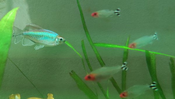 Tetra du congo + Nez rouges