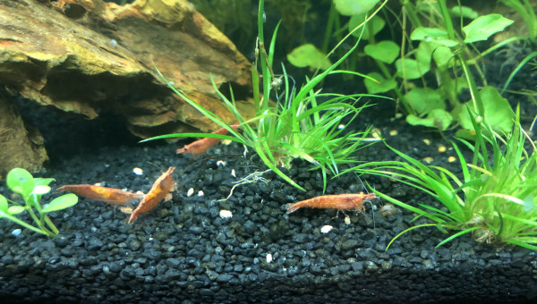 C est l’heure du déjeuner