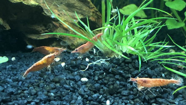 C est l’heure du déjeuner