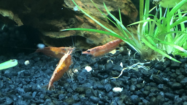 C est l’heure du déjeuner