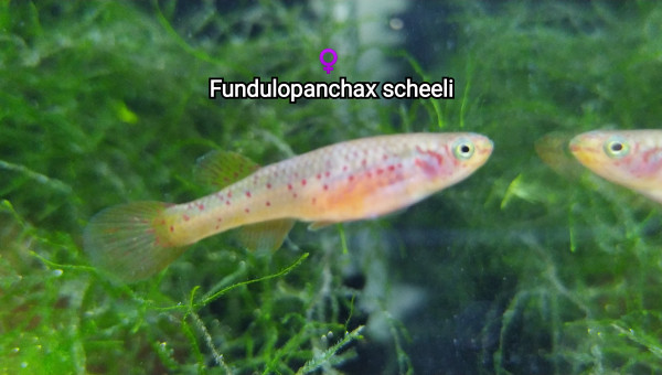 ♀️ Fundulopanchax scheeli