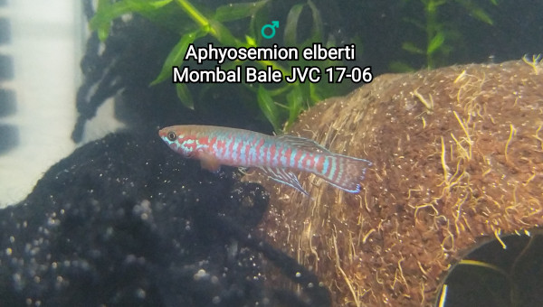♂️  Aphyosemion elberti  Mombal Bale JVC 17-06
