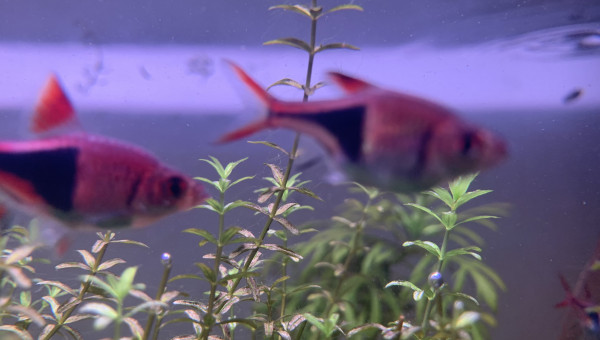 Mes petits arlequins :3