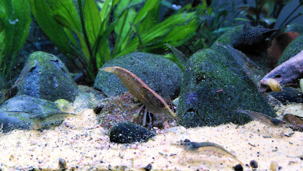 Les enfants! Restez avec maman! C'est compris?