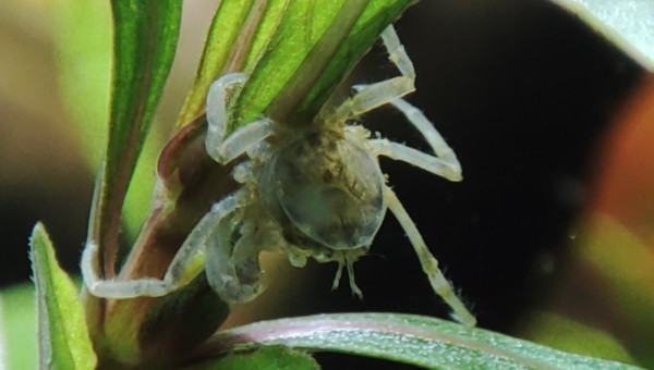 Neritina pulligera et limnopilos nalyanetri