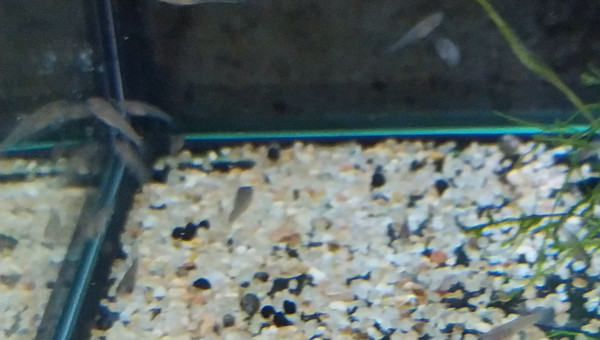 Alvin Aphyosemion striatum Ncolamvan GEMHS 00-33