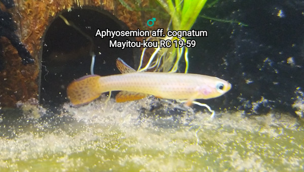 ♂️ Aphyosemion aff. cognatum Mayitou-kou RC 19-59