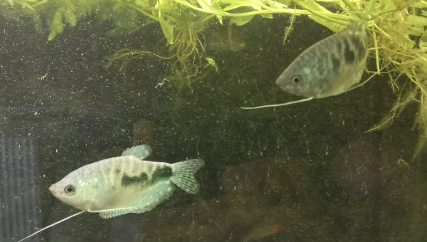 Gourami bleu