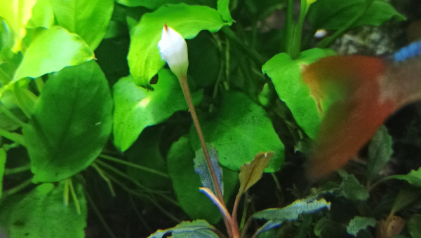 Bucéphalandra sp Mini-Red