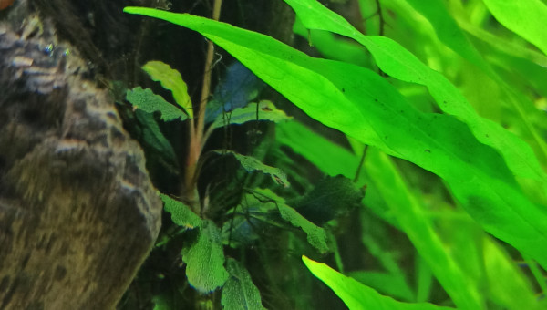 Bucéphalandra sp Mini-Red