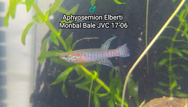 ♂️  Aphyosemion Elberti  Monbal Bale JVC 17-06