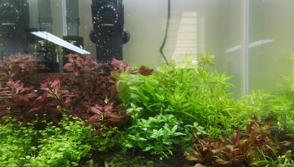 Ajout de Rotala rotundifolia