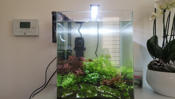 Ajout de Rotala rotundifolia