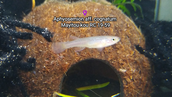 ♀️ Aphyosemion aff. cognatum  Mayitou-kou RC 19-59