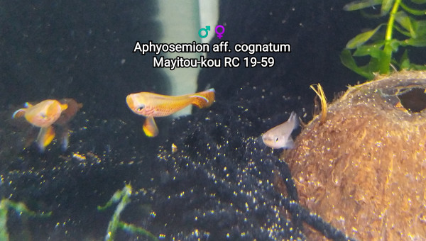 ♂️♀️ Aphyosemion aff. cognatum  Mayitou-kou RC 19-59