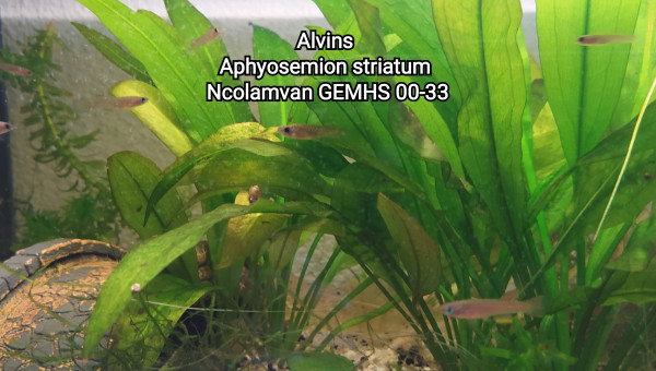 Alvin Aphyosemion striatum Ncolamvan GEMHS 00-33