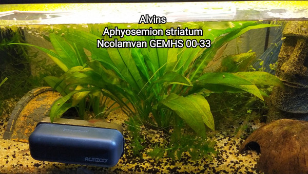 Alvins  Aphyosemion striatum  Ncolamvan GEMHS 00-33